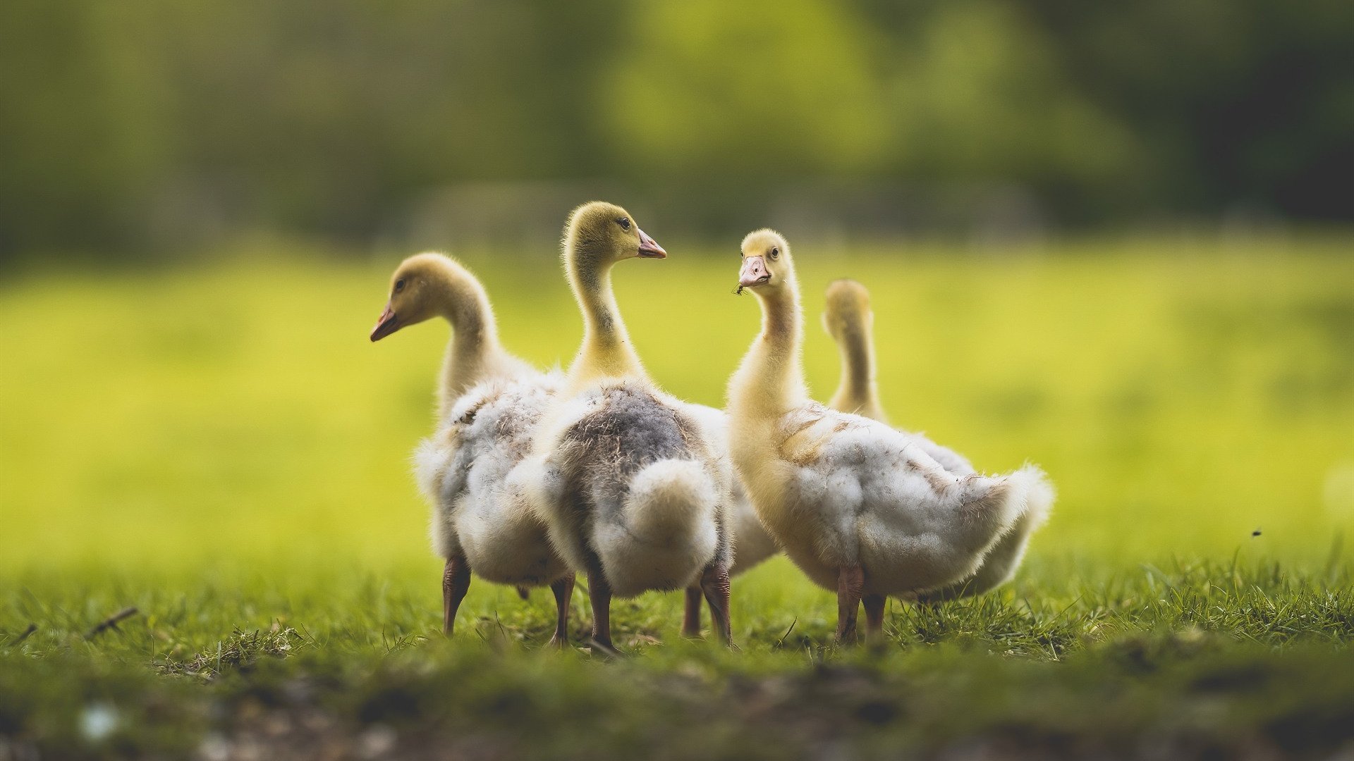 新大陆征服者,法比尼奥铁血中场照亮墨西哥轻取里昂之夜