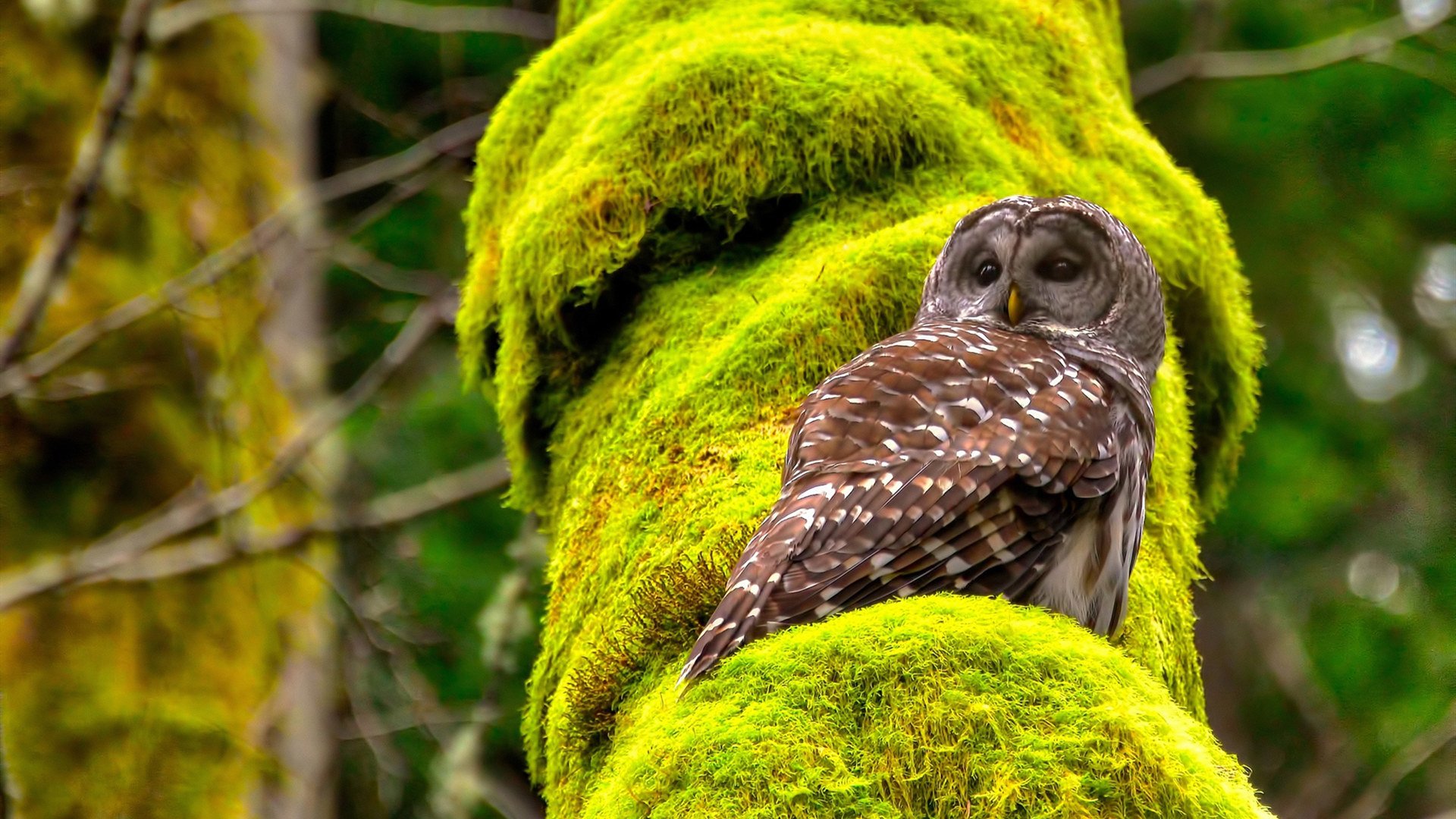 荣耀孤本，当温布利忘记呼吸，球拍切开历史