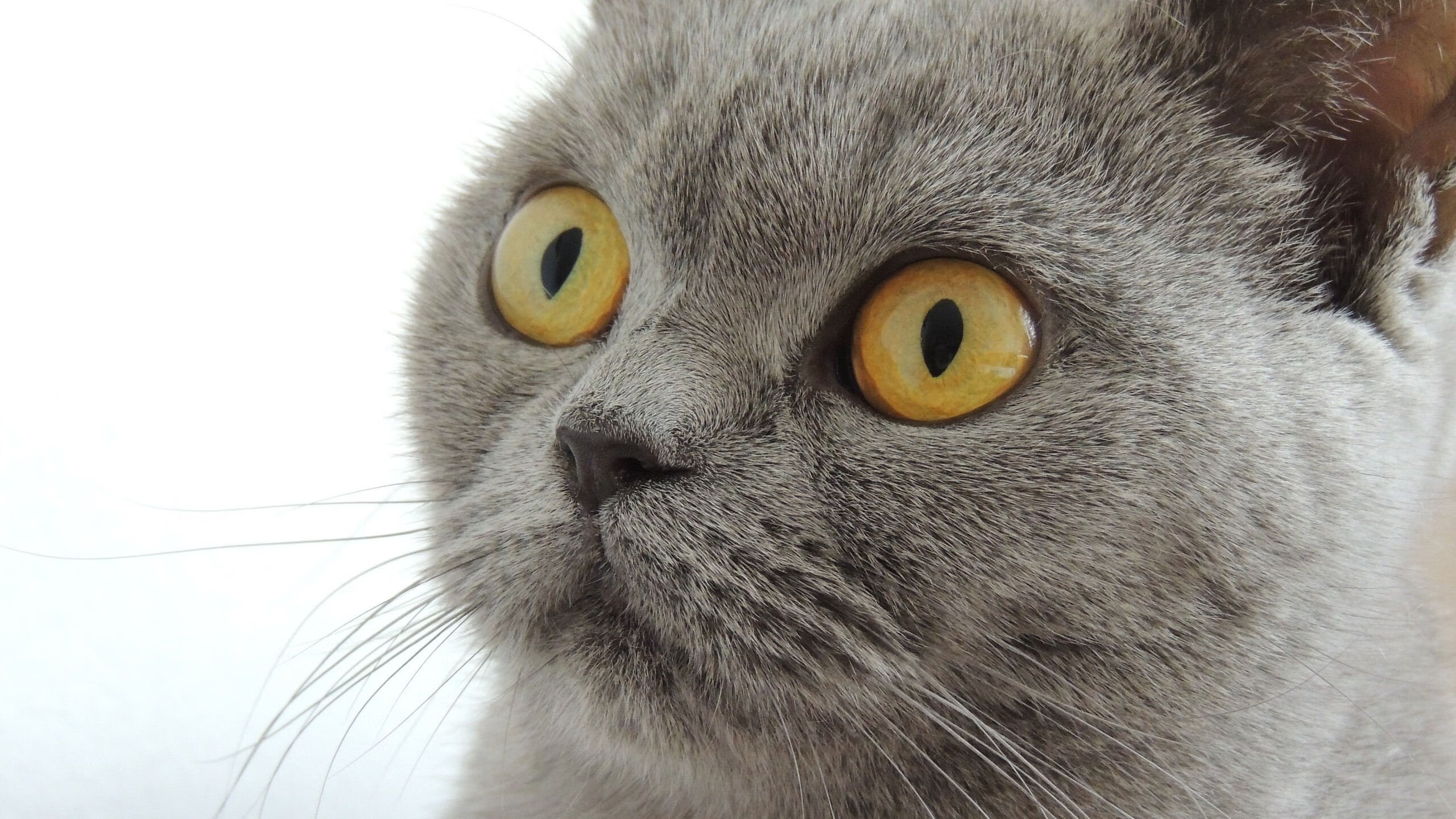 足球大变天，墨西哥完胜西班牙，卡拉斯科刷新传奇纪录