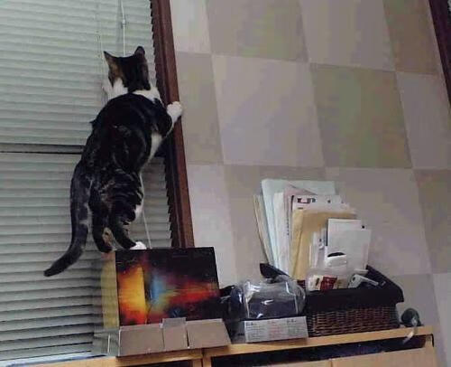 风暴之眼—陈雨菲单骑救主，中国队险胜德国