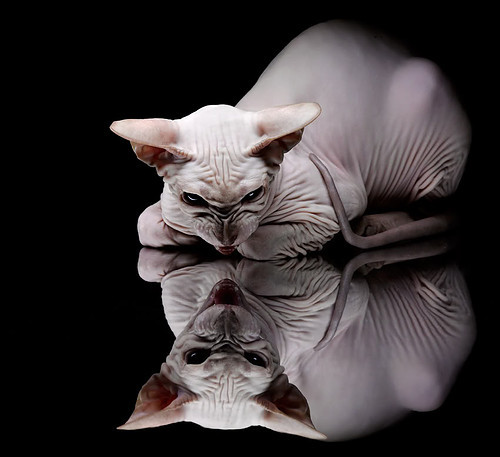 西甲国家德比的启示，当灰熊制霸新疆队的篮球哲学遇上足球殿堂的永恒对抗