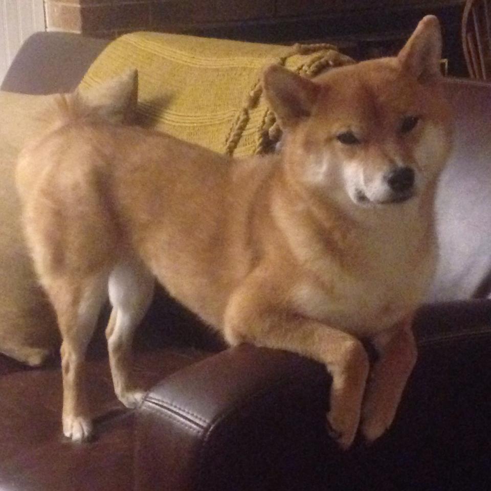 西亚卡姆53分生涯新高!绿军新版三巨头合砍92分强势击穿篮网