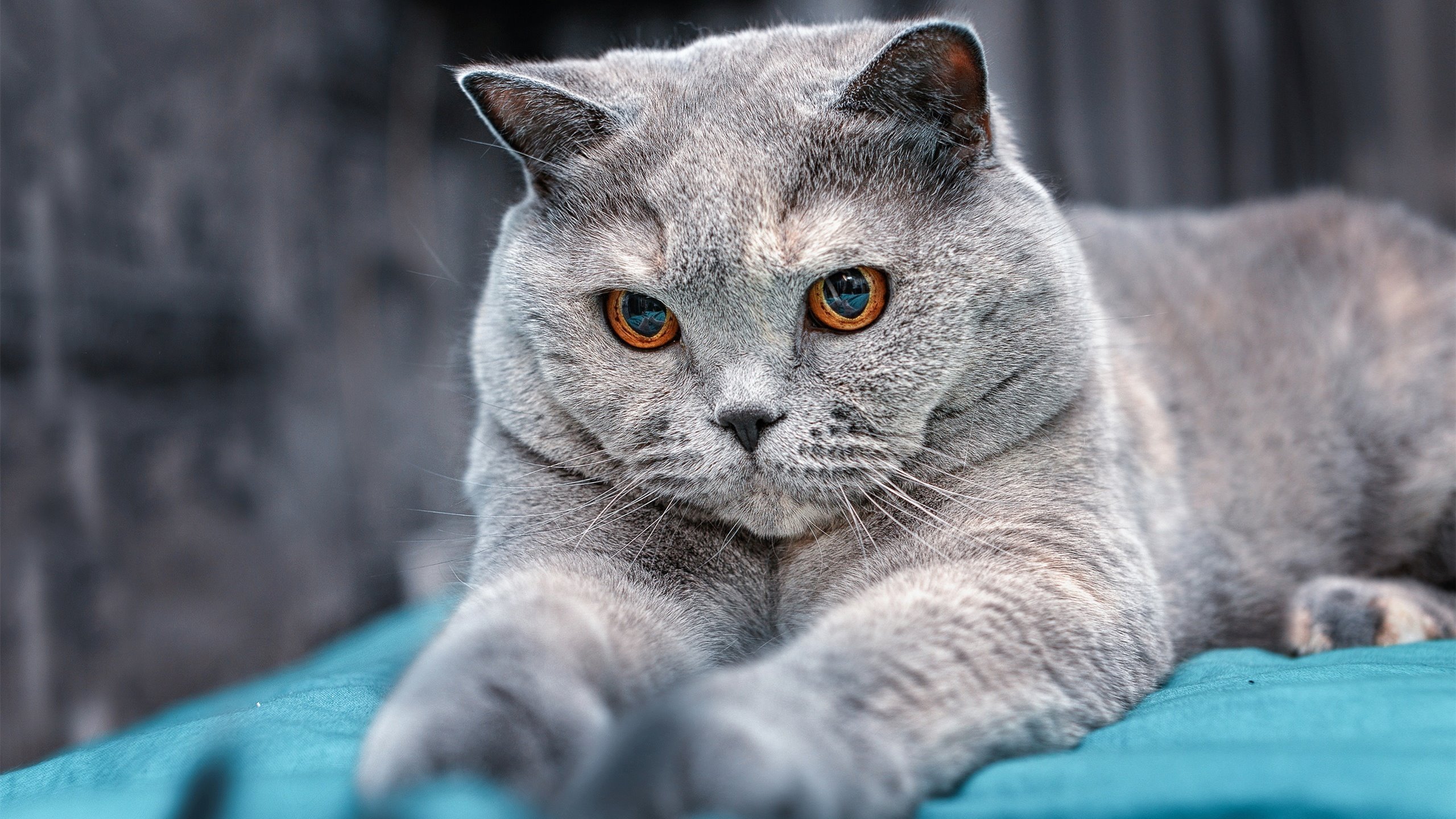 铁血破冰,烈焰焚城,卡拉斯科与毕尔巴鄂的足球哲学