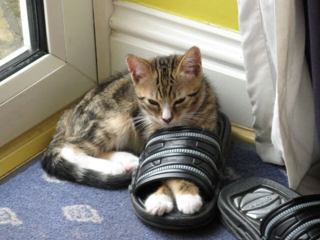 无声的圆舞曲，阿拉巴如何在美加墨之夜为足球谱上新节奏