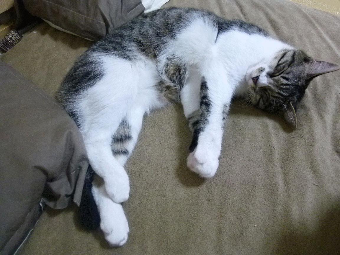 深渊与巅峰,卢卡库的绝杀与红牌,一个撕裂的意甲焦点战之夜