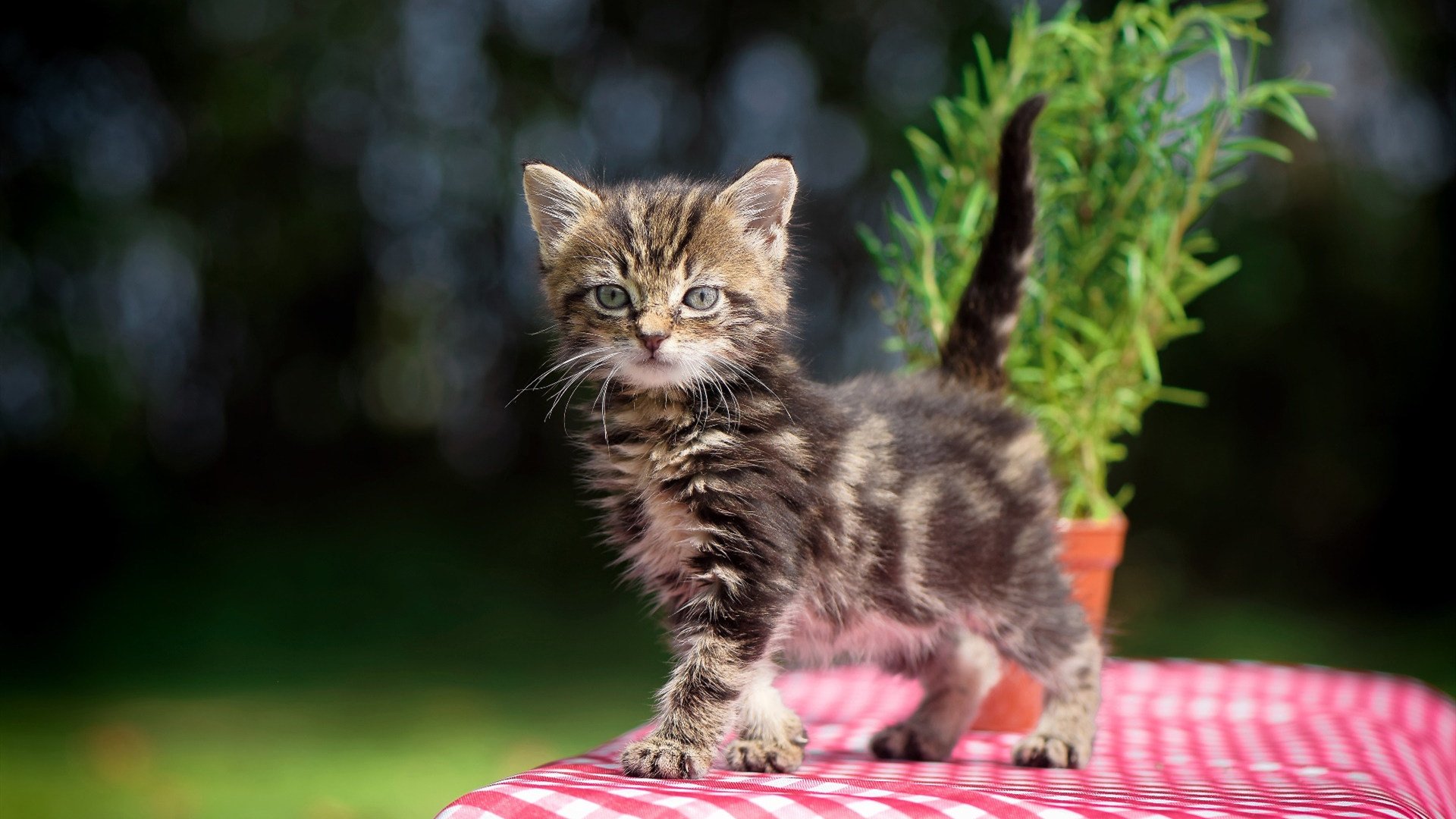 唯一之战，浙江队欧冠淘汰赛焦点战险胜勇士，谱写历史新篇