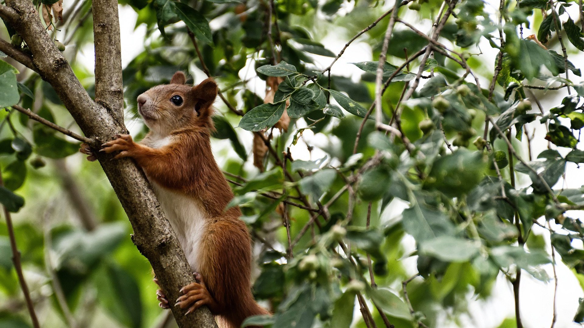 当太平洋的浪涌回钱塘江,乔治双面神之夜,浙江逆天改命
