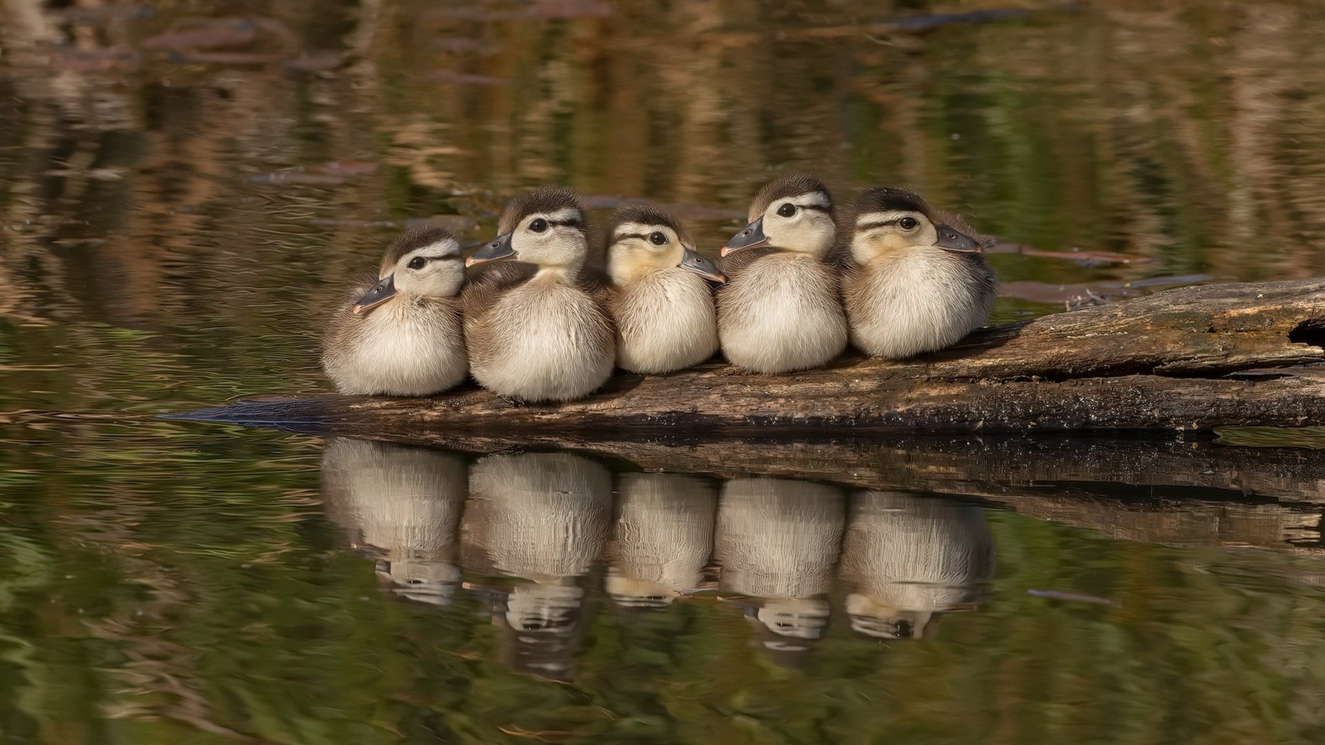 孤胆与接管，当东契奇决胜骑士，乔治于西决封神