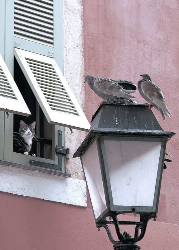 陨石撞击与午夜烟火,戈贝尔隔扣定基调,湖人压哨改结局