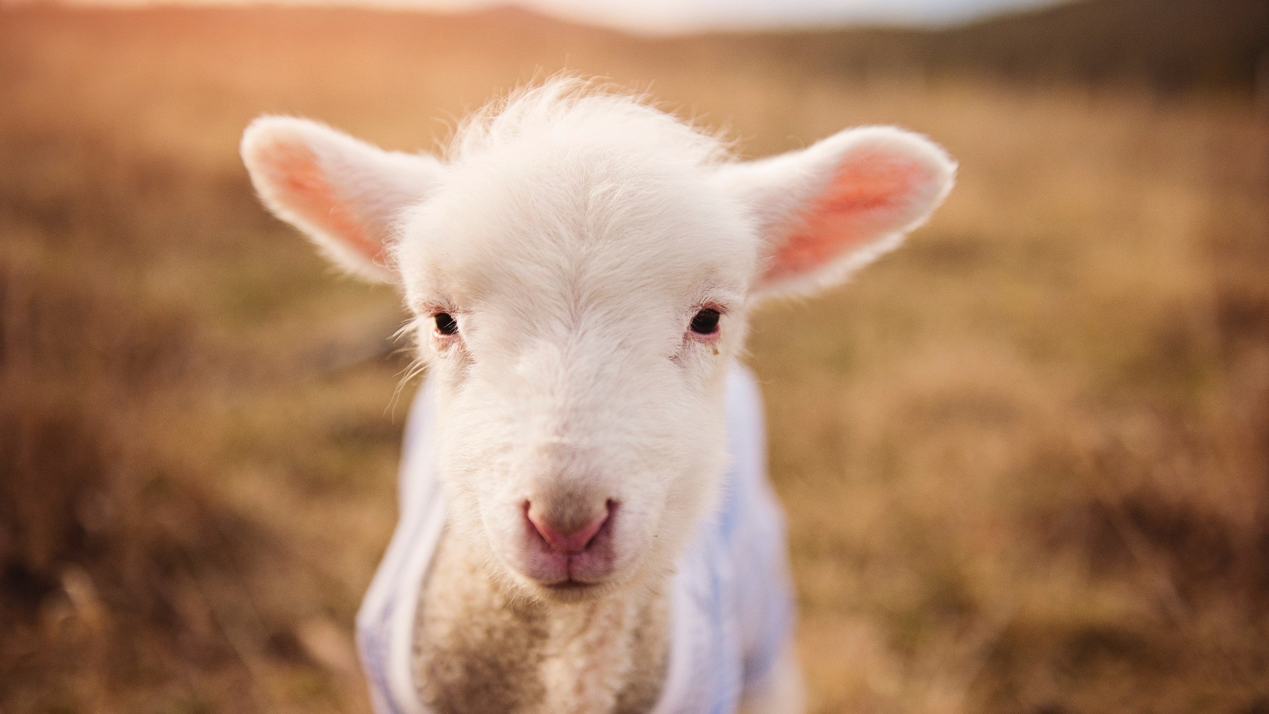 双城记，开拓者撕裂明尼苏达之夜，库里一箭定江山