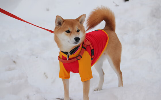 棋逢对手！太阳与浙江鏖战双加时，一场决定排名的绞杀战