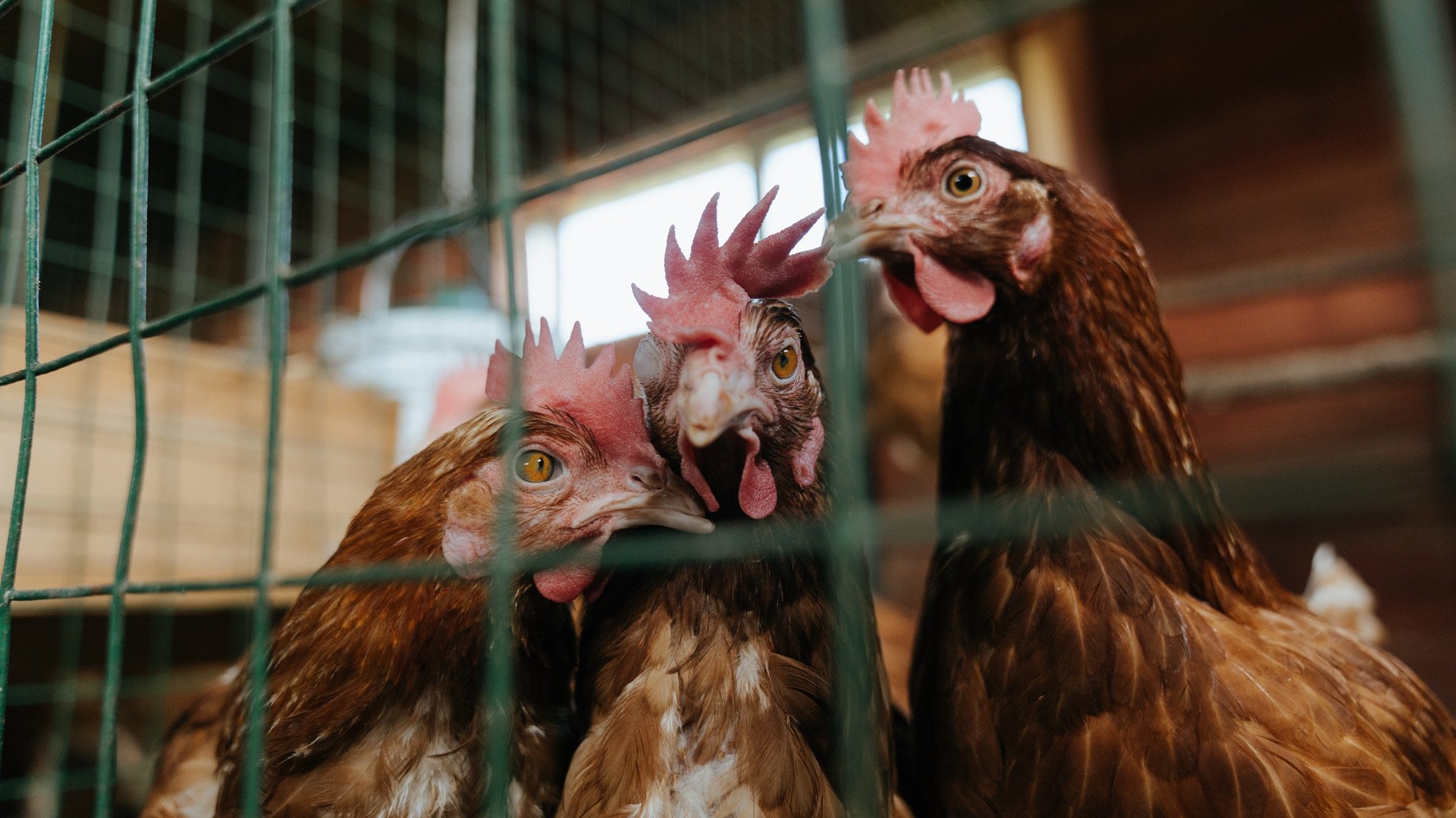 接管比赛的天才与团队绞杀的艺术，拉梅洛如何将热火的铁血炼成灰烬？