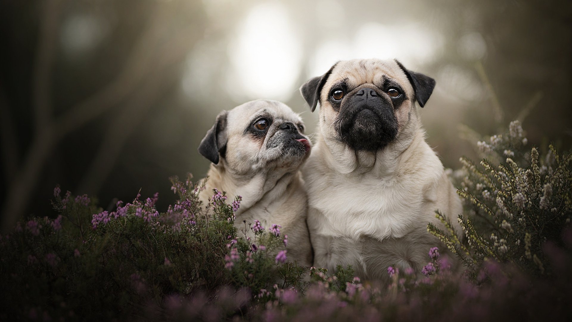 穿心箭与交响乐，爱尔兰的直击与罗德里的节奏革命