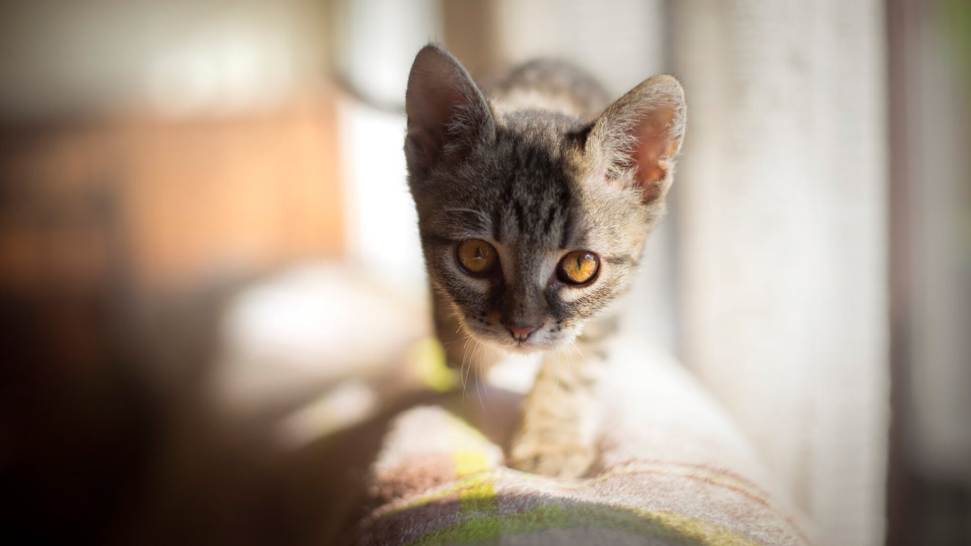 爱游戏官网-弦上舞者，巴尔韦德于无声处扼住命运之弦